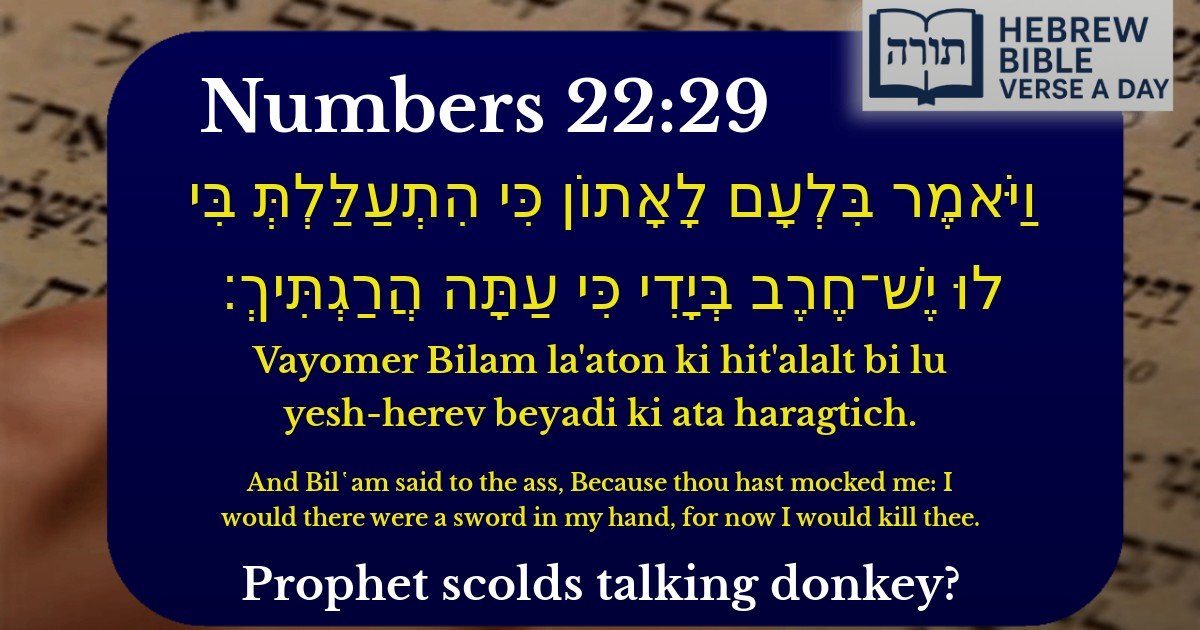 Numbers 22:29 - במדבר 22:29