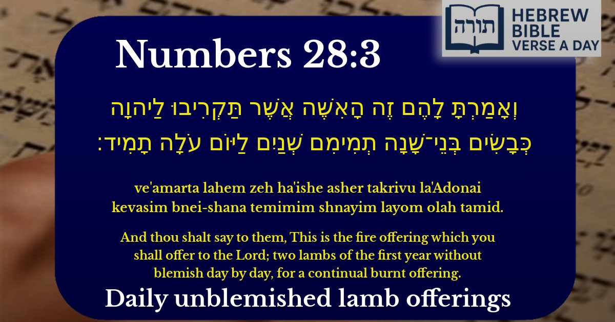 Numbers 28:3 - במדבר 28:3