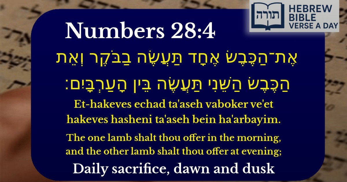 Numbers 28:4 - במדבר 28:4