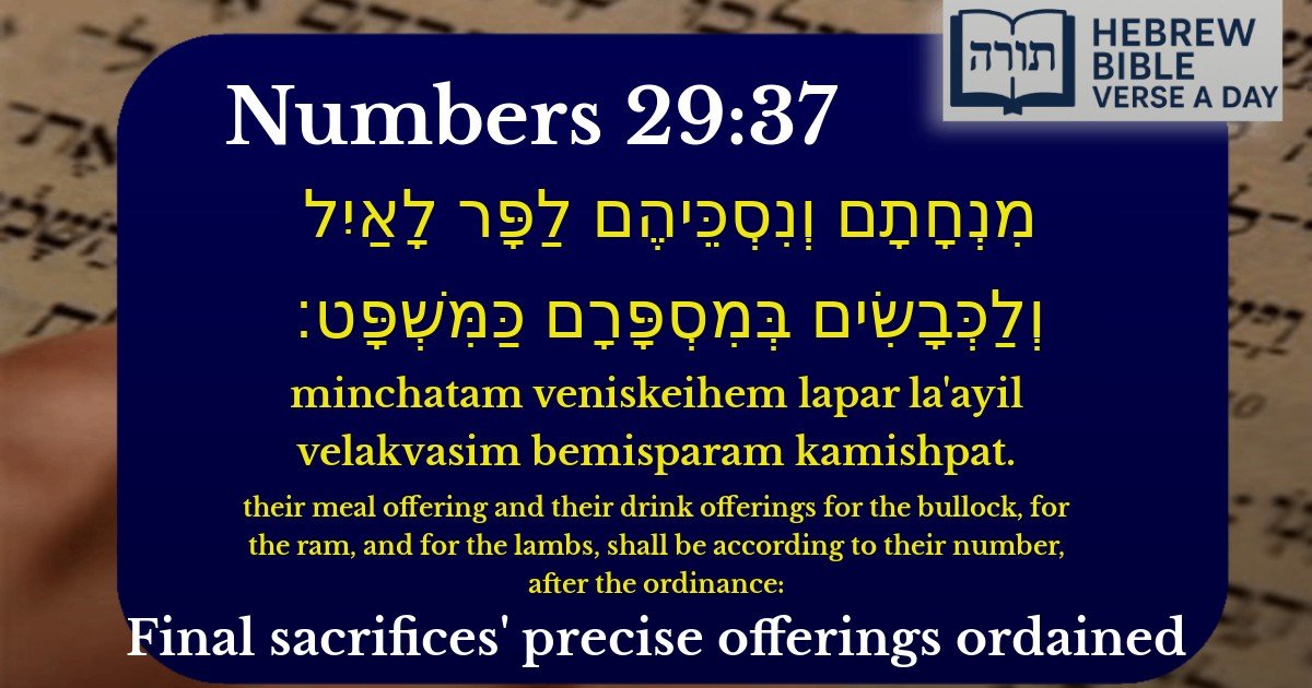 Numbers 29:37 - במדבר 29:37