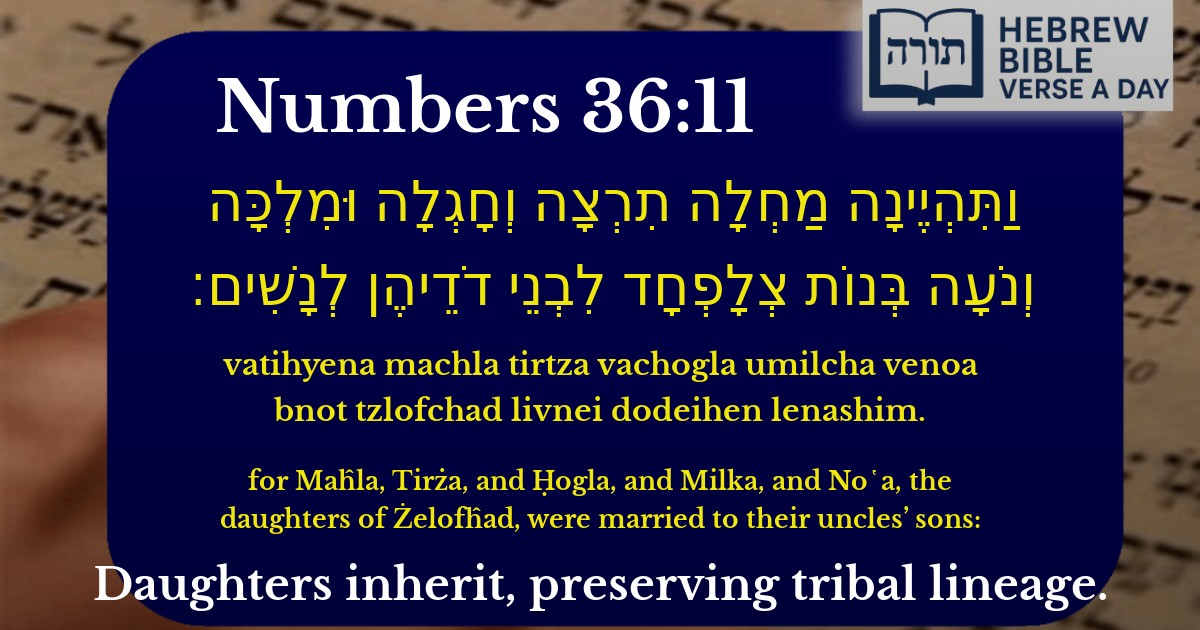 Numbers 36:11 - במדבר 36:11
