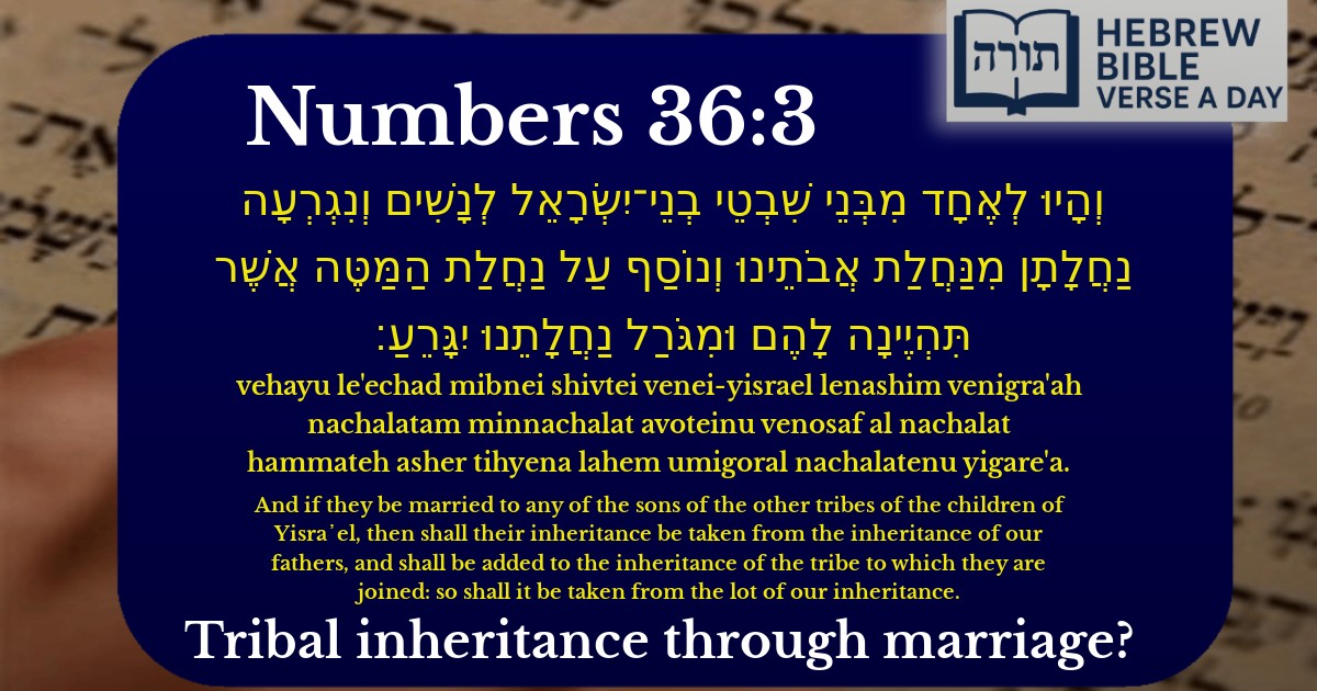 Numbers 36:3 - במדבר 36:3