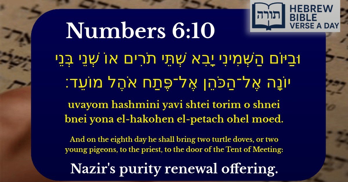 Numbers 6:10 - במדבר 6:10