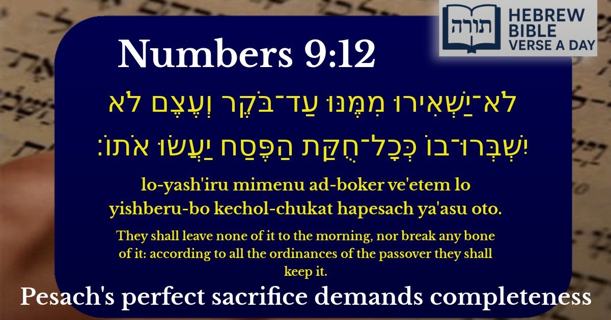 Numbers 9:12 - במדבר 9:12